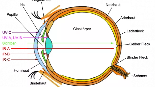 Projekt-Scholl_Bild-3_Auge (DE)