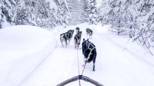 Schlittenhunde in Schweden 20190209 Foto Lars Andrews (DE)
