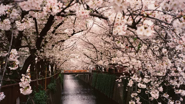 Kirschblüten über dem Meguro Fluss in Japan 20210210 Foto Milena Marzo (DE)