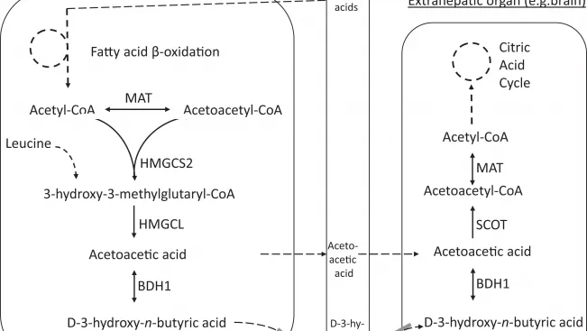 078_schema_ketonstoffwechsel-angeborene Fehler_Quelle: doi.org/10.1177/2326409818771101 (CC) (DE)