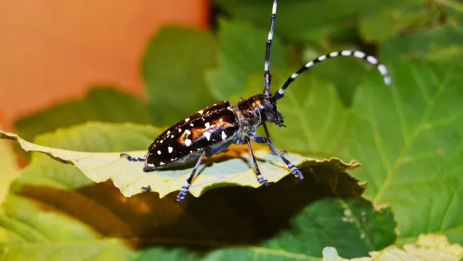 asiatischer_laubholzbockkaefer.jpg(DE)