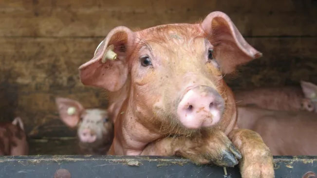 Fachkonferenz Nutztierstrategie Schwein (DE)