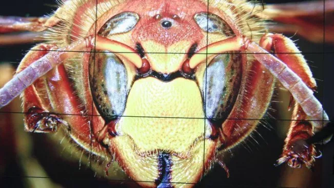 201405_hornet_displaywand_fb_informatik_teasercut.jpg (DE)