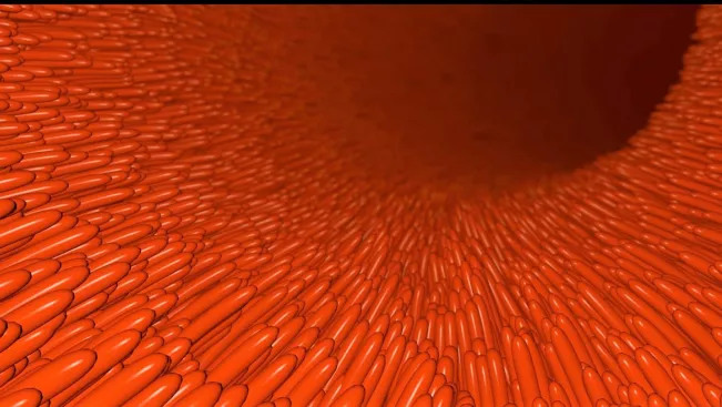 epithelium_cut_colourbox.jpg (DE)