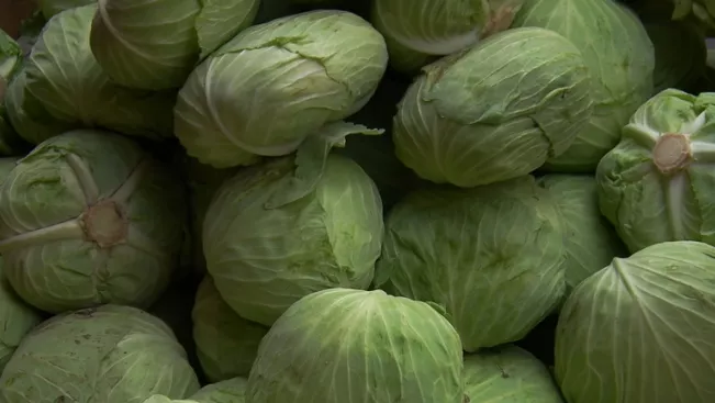 weisskohl_divers_bild_4028mdk09_wikipedia_cc_by-sa_3.0_teasercut.jpg (DE)