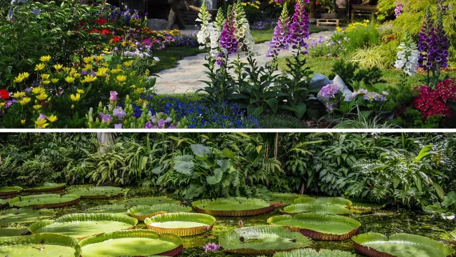Schmuckbild Regenwald, Tropen und Heimischer Garten mit Blumen