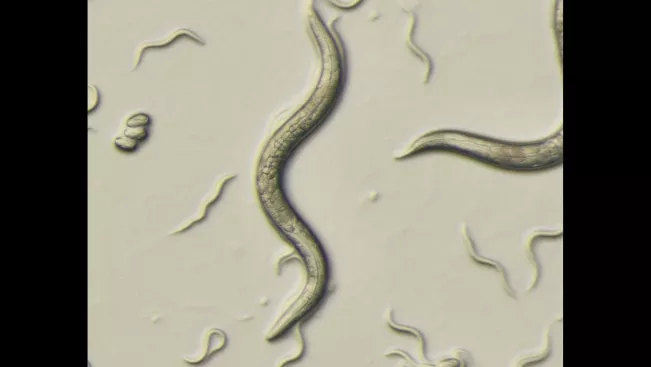 Experimental Models Caenorhabditis Elegans