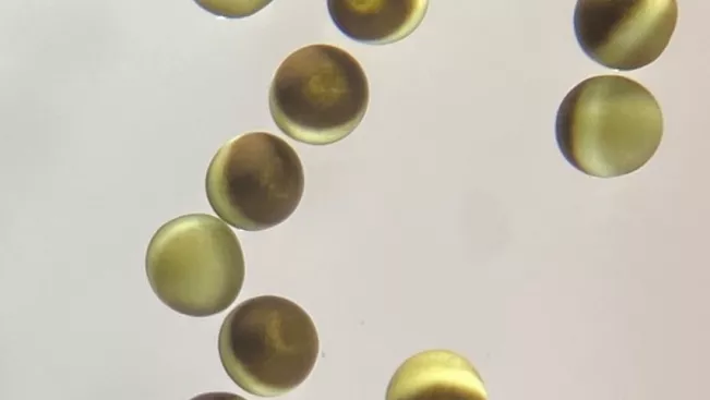 Experimental Models Xenopus Laevis Oocytes