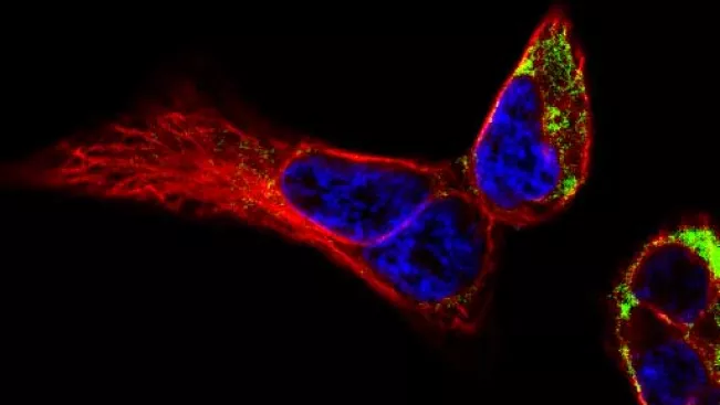 Functional Cell Analytics Morphology and Dynamics