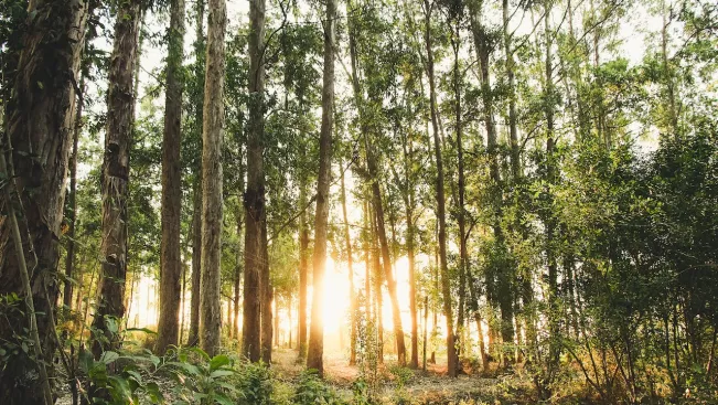 Wald (pexels.com)