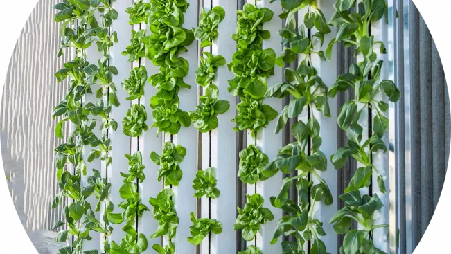 vertical-farm-916337_1920_bild_von_brightagrotech_auf_pixabay.jpg (DE)