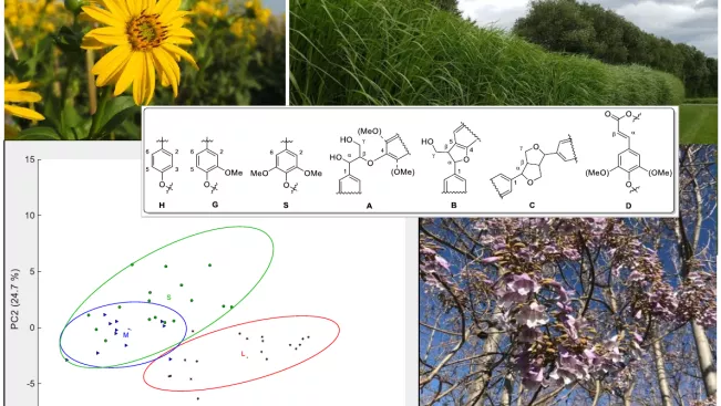 bmbf_biopolymermodell_graphical_abstract.png (DE)