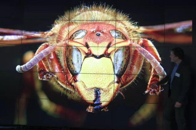 201405_fbinf_ivc_hornet_10.jpeg(DE)