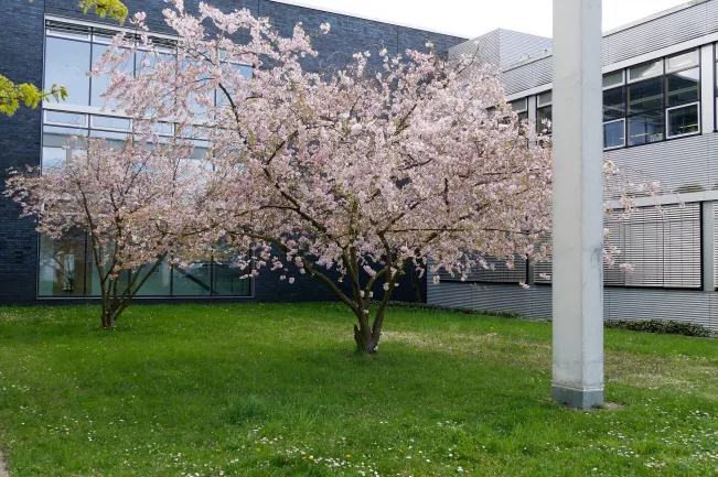 fb01-rhb-campusbild_bei_brueckenkurse-bf.jpg (DE)