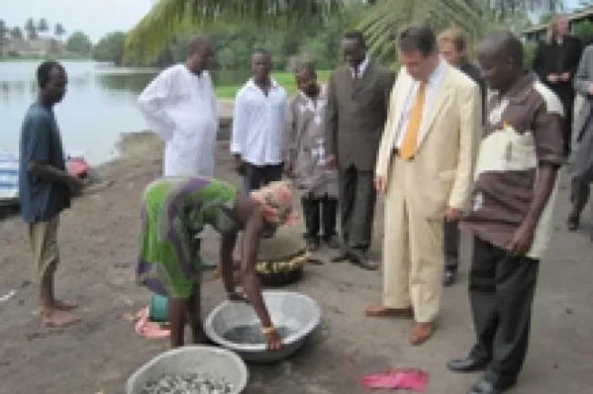 Niptsch Cape Coast (DE)