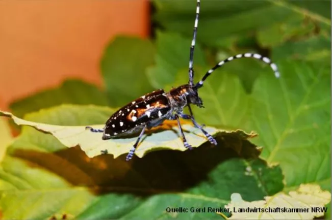 alb_kaefer2.jpg (DE)