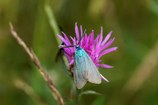 centaurea_jacea_flockenblume_biostation_rhein-sieg.jpg (DE)