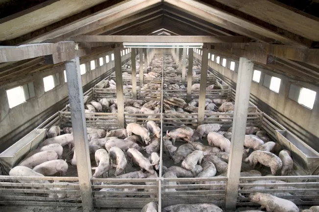 Schweine colourbox 10216967.jpg (DE)