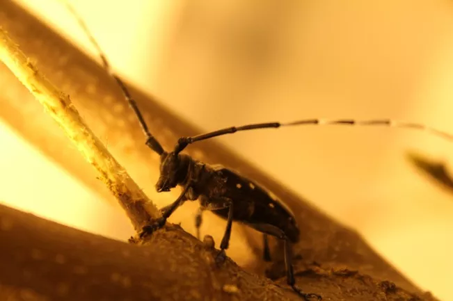 Asiatischer Laubholzbockkäfer (DE)