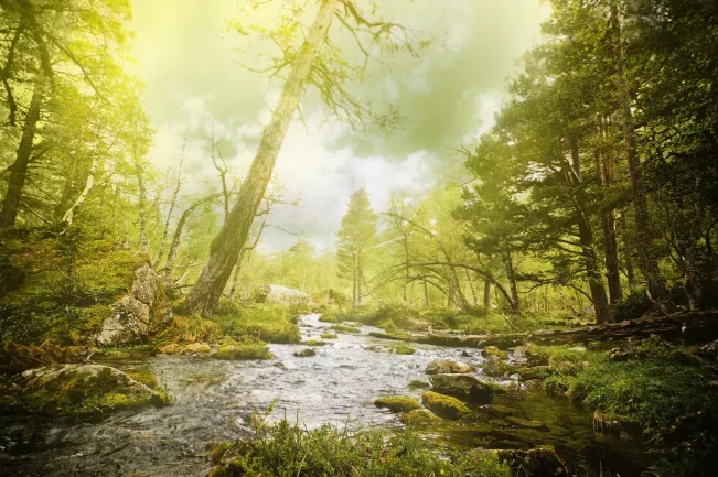 umweltschutz_wald_colourbox2273169.jpg (DE)