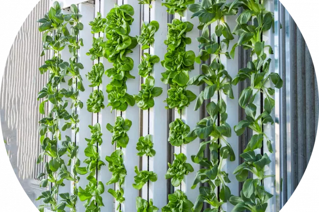 vertical-farm-916337_1920_bild_von_brightagrotech_auf_pixabay.jpg (DE)