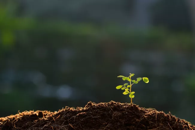 pflanze_wachstum_14104534_colourbox.jpg (DE)