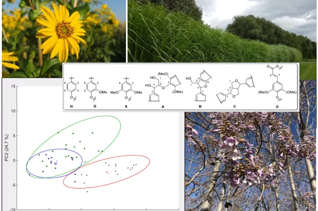 bmbf_biopolymermodell_graphical_abstract.png (DE)