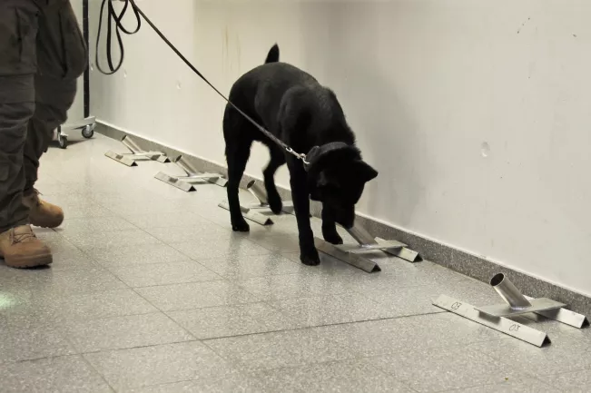 trackdog_drago_beim_doppel-blindtest_2021-02-23_foto_eva_tritschler_0410.jpg (DE)