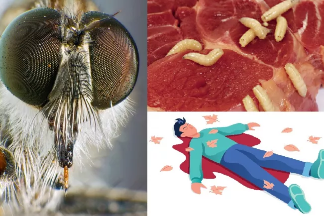 Teaserbild_Vortrag_Forensic_Entomology_COLOURBOX41527184_COLOURBOX2943820_COLOURBOX1730661