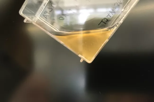 Experimental Models Mammalian Cell Culture