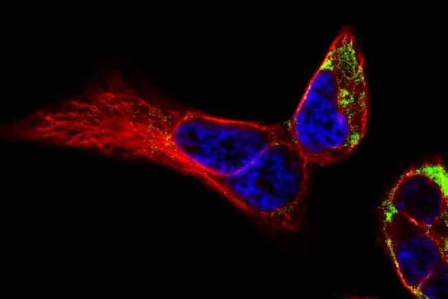 Functional Cell Analytics Morphology and Dynamics