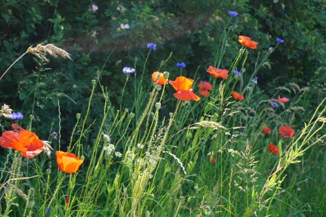 Blumenwiese Projekt Vernetztes Rainland Foto Lukas Lindenberg 
