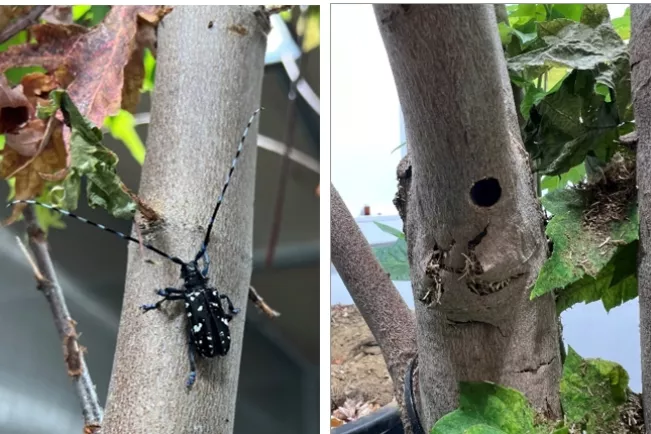 20230731_GI-Laubholzbockkäfer_Braun