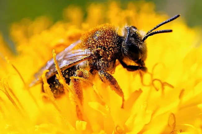 Biene Insekten Naturschutz Umwelt DINA_COLOURBOX61286524