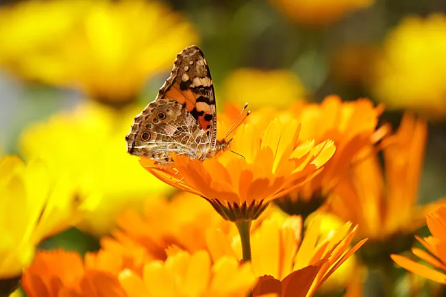 Schmetterling, DINA