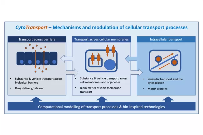 CytoTransport-Grafik