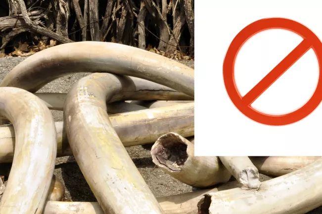 Elfenbein und Verbotszeichen