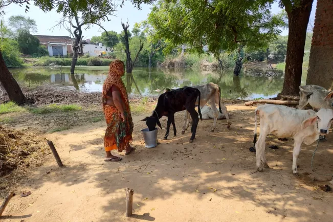 20250819_GI_Promotion_Rajasekar_smallholder cattle-rearer.jpeg 