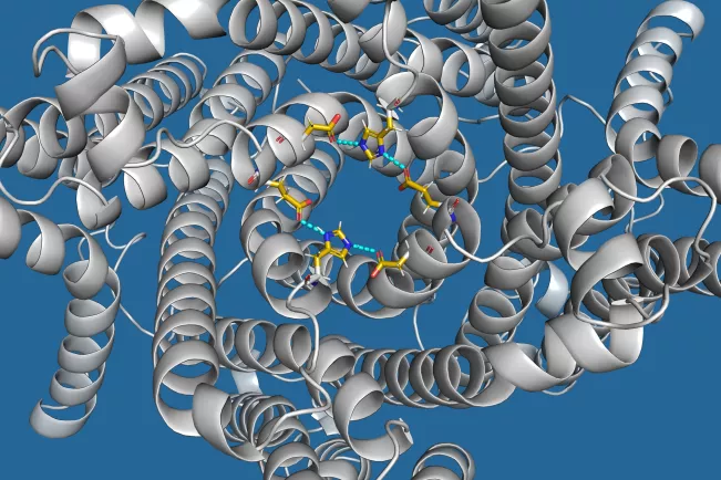 Pore des Ionenkanals TMEM175 im Offenzustand - Foto Jan Hendrik Krumbach und Magnus Behringer, AG Hamacher, TU Darmstadt