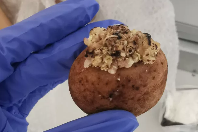 Kartoffelknolle mit Wucherung_ Foto Vermeeren