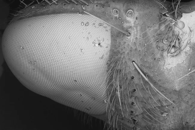 Fliegenauge Mikroskop Zoom Ausstellung 2026 Foto H-BRS