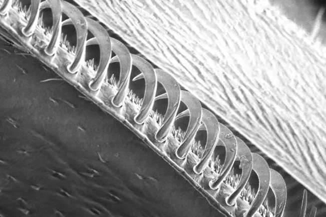 Hummelfluegel Mikroskop Zoom Ausstellung 2026 Foto H-BRS