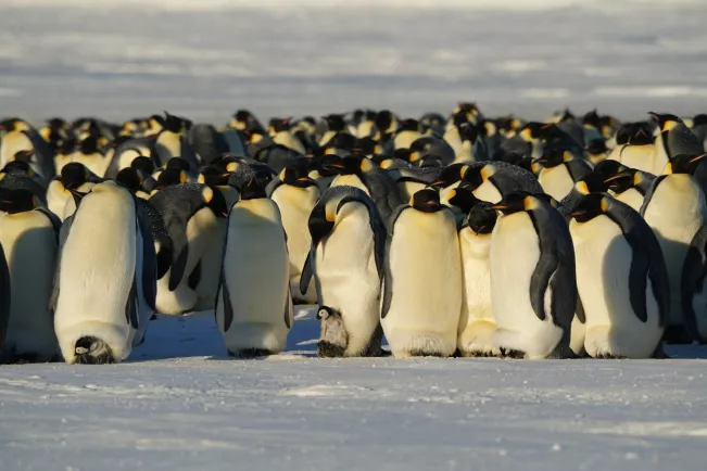Kaiserpinguine in der Antarktis mit Nachwuchs