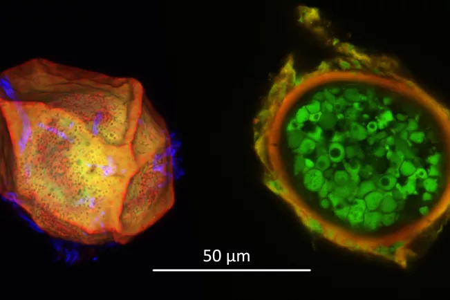 dauersori_wga_ab_und_fda_pi_2_foto_matthias_becker_jki.jpg (DE)