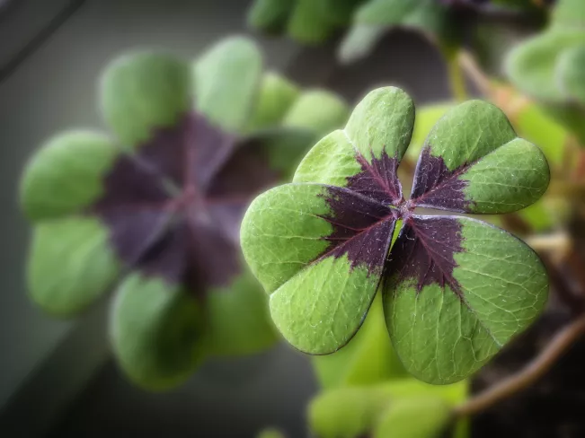 Symbolbild_Glueck_Glueckstag_Colourbox