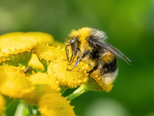 Insekt Biene Schmuckbild COLOURBOX46295635 